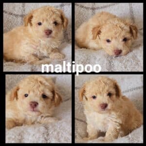 Chiots Maltipoo