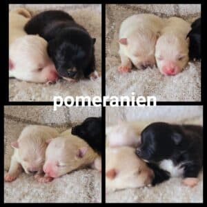 Chiots Pomeranien