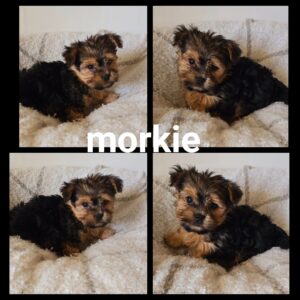Chiots Morkie