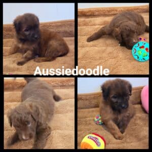 Chiots Moyen Aussiedoodle