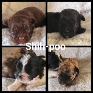 Shih-Poo (Shih Tzu x Caniche miniature)