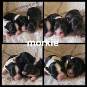 Chiots Morkie