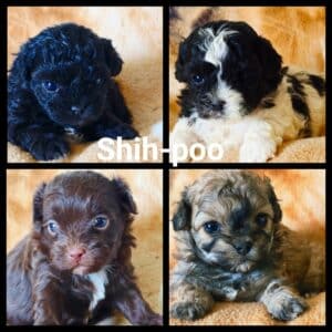 Shih-Poo (Shih Tzu x Caniche miniature)