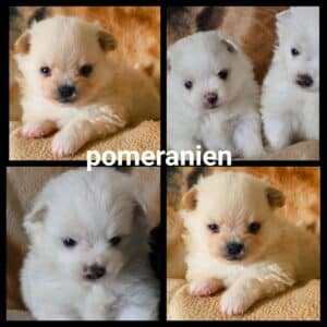 Chiots Pomeranien