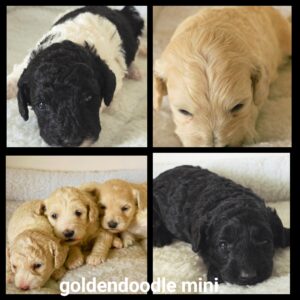 chiots  Goldendoodle Mini