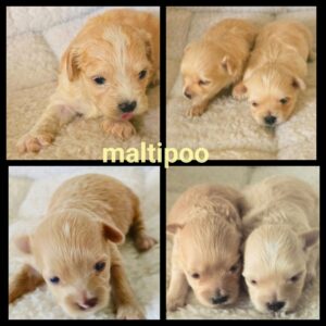 Chiots Morkie