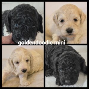 chiots  Goldendoodle Mini