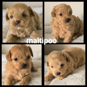 Chiots Maltipoo