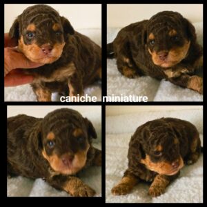 Chiots Caniche miniature