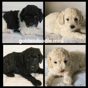 chiots  Goldendoodle Mini