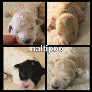 Chiots Maltipoo