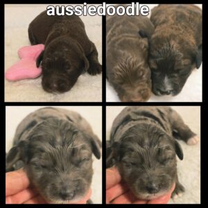 Chiots Moyen Aussiedoodle