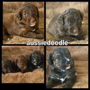 Chiots Moyen Aussiedoodle