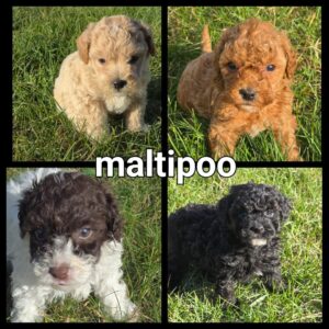 Chiots Maltipoo