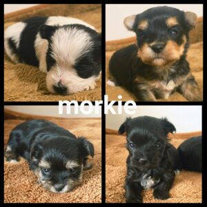 Chiots Morkie