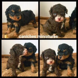 Chiots Caniche miniature