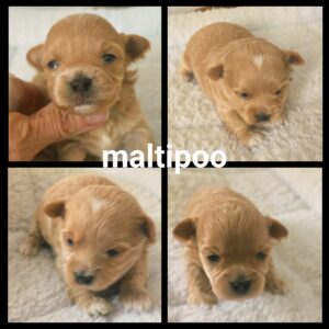 Chiots Maltipoo
