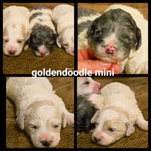 chiots  Goldendoodle Mini