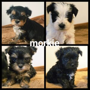 Chiots Morkie