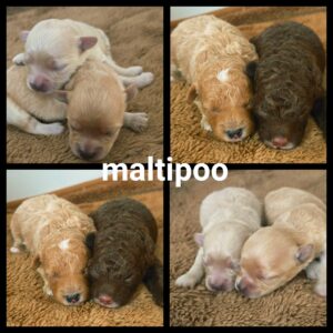 Chiots Maltipoo