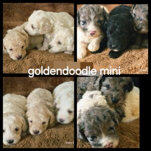 chiots  Goldendoodle Mini