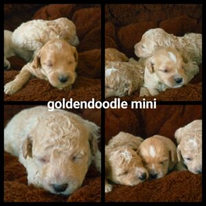 chiots  Goldendoodle Mini