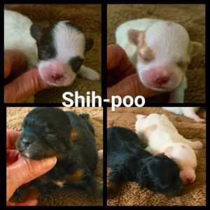 Shih-Poo (Shih Tzu x Caniche miniature)