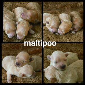 Chiots Maltipoo