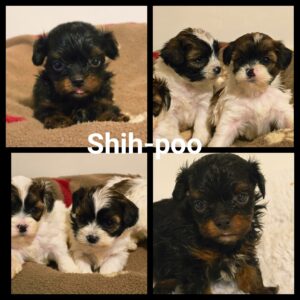 Shih-Poo (Shih Tzu x Caniche miniature)
