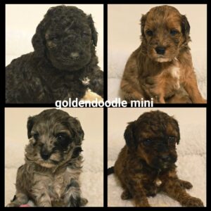 chiots  Goldendoodle Mini