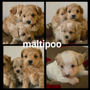 Chiots Maltipoo
