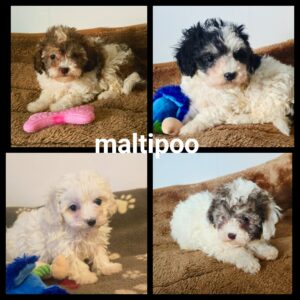 Chiots Maltipoo