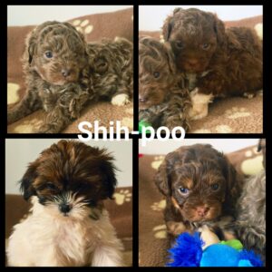 Shih-Poo
