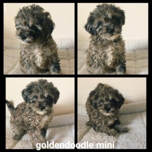 chiots  Goldendoodle Mini