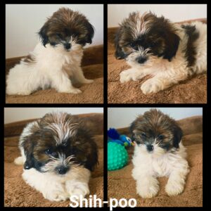 Shih-Poo