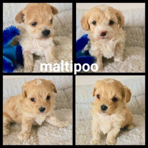 Chiots Maltipoo