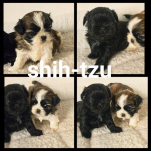 Chiots  SHIH-TZU