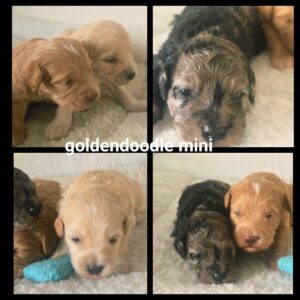 chiots  Goldendoodle Mini