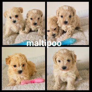 Chiots Maltipoo
