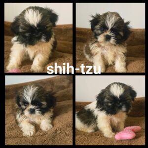 Chiots  SHIH-TZU