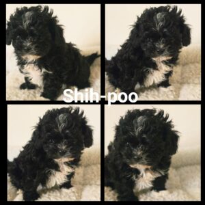 Shih-Poo