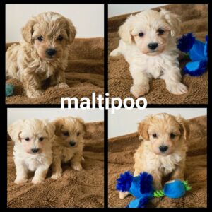 Chiots Maltipoo