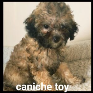Caniche toy