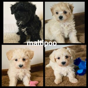 Chiots Maltipoo
