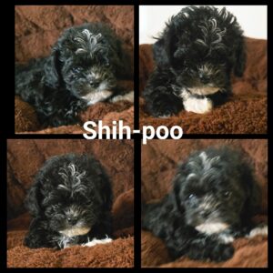 Shih-Poo
