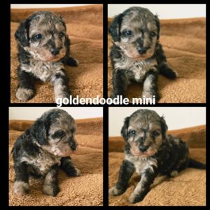 chiots  Goldendoodle Mini