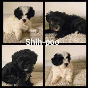 Shih-Poo
