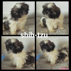 Chiots  SHIH-TZU