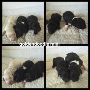 chiots  Goldendoodle Mini