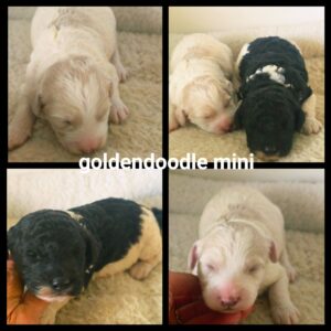 chiots  Goldendoodle Mini